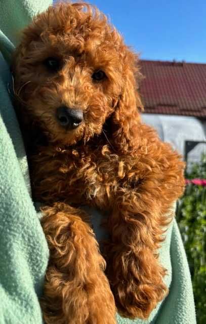 Samiec mini labradoodle f2 apricot
