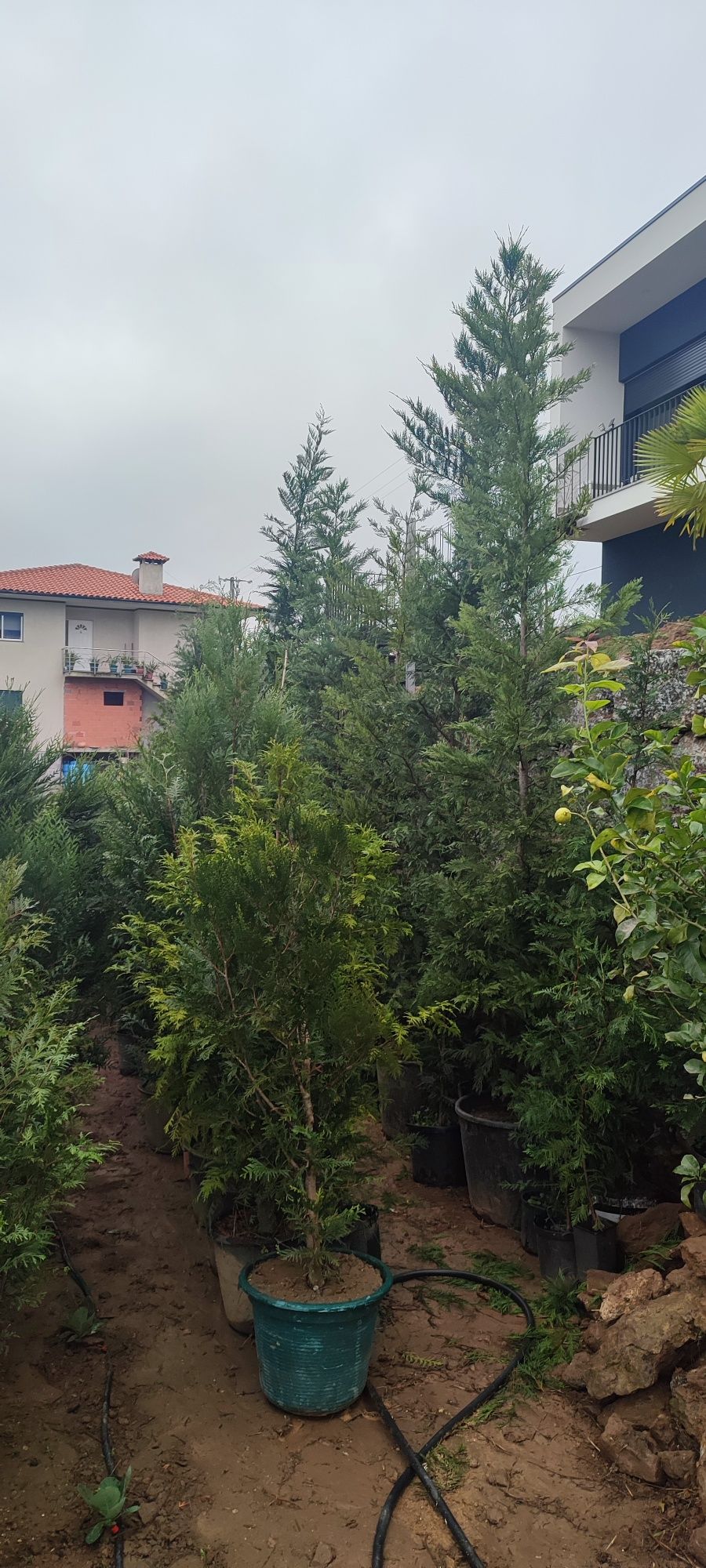 Cupressus leylandii / tuia / oliveiras