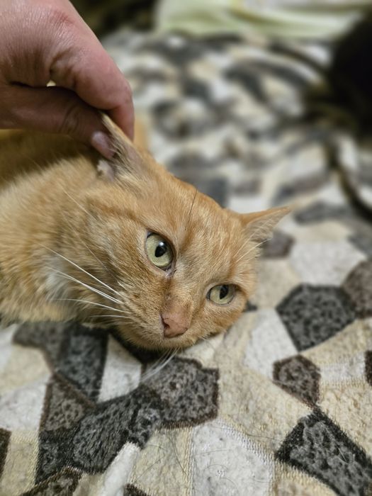 Киця в добрі ручки!