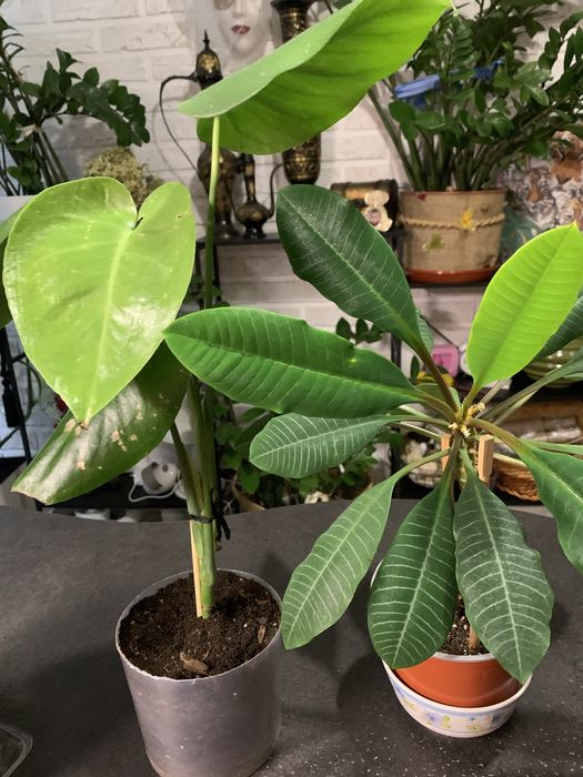 Комнатные цветы