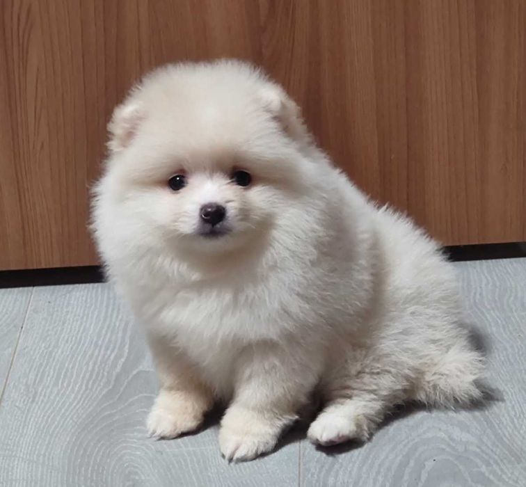 Очаровательная помераночка.