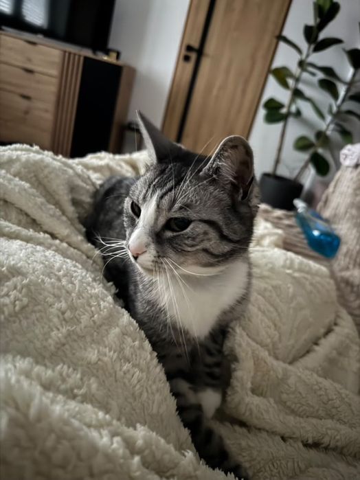 Oddam kota Filemona w dobre ręce