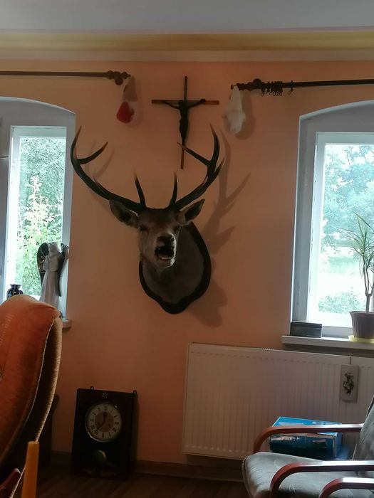 Medalion głowa jelenia rogi