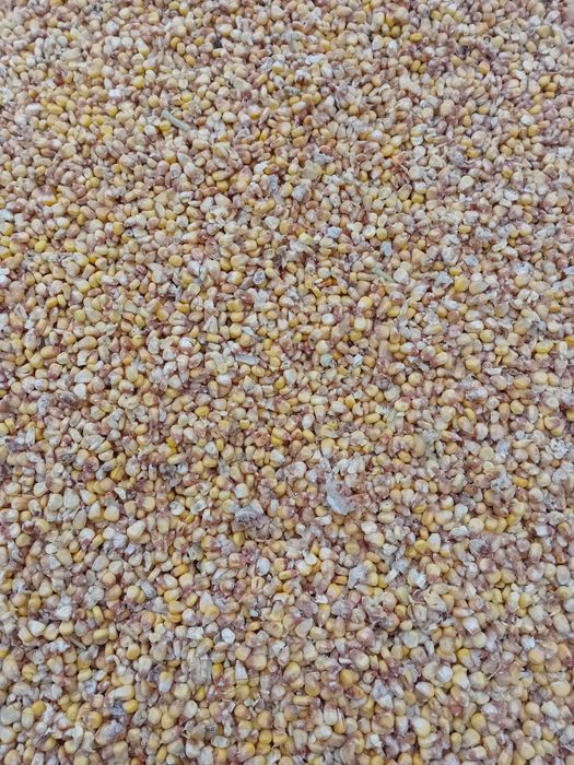 Kukurydza mokra ziarno transport