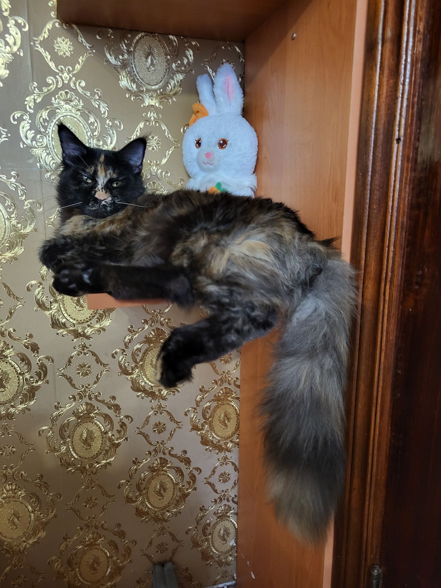 Шикарный котенок Мейн-кун,питомник,документы