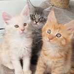 Maine coon kocięta