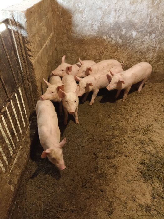 Продам поросята ландрас+велика біла