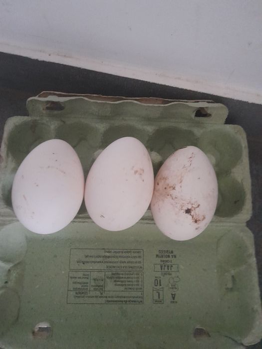 Jajka kacze biegusy i gesie konsumpcja