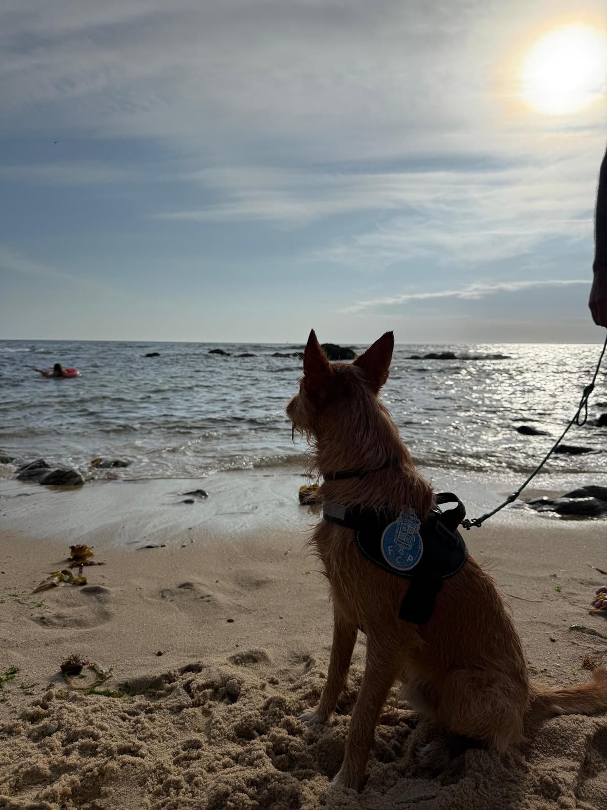 Cão Podengo para adoção
