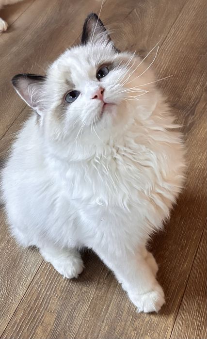 Ragdoll kocurek seal bicolor rodowód FPL