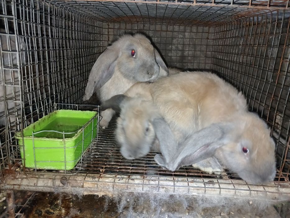 Кролики кролі кроленята