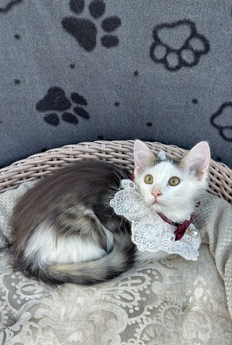 Кошеня 3 місяці (хлопчик)