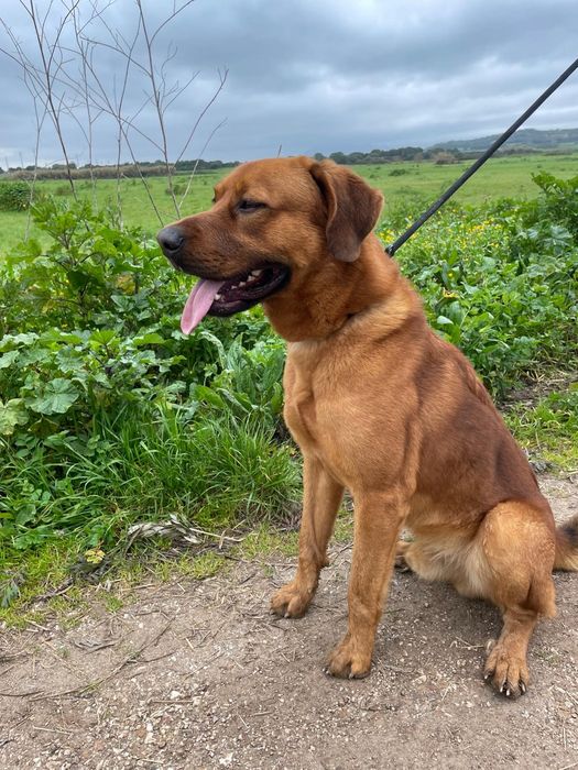 Starks - cão grande para adoção