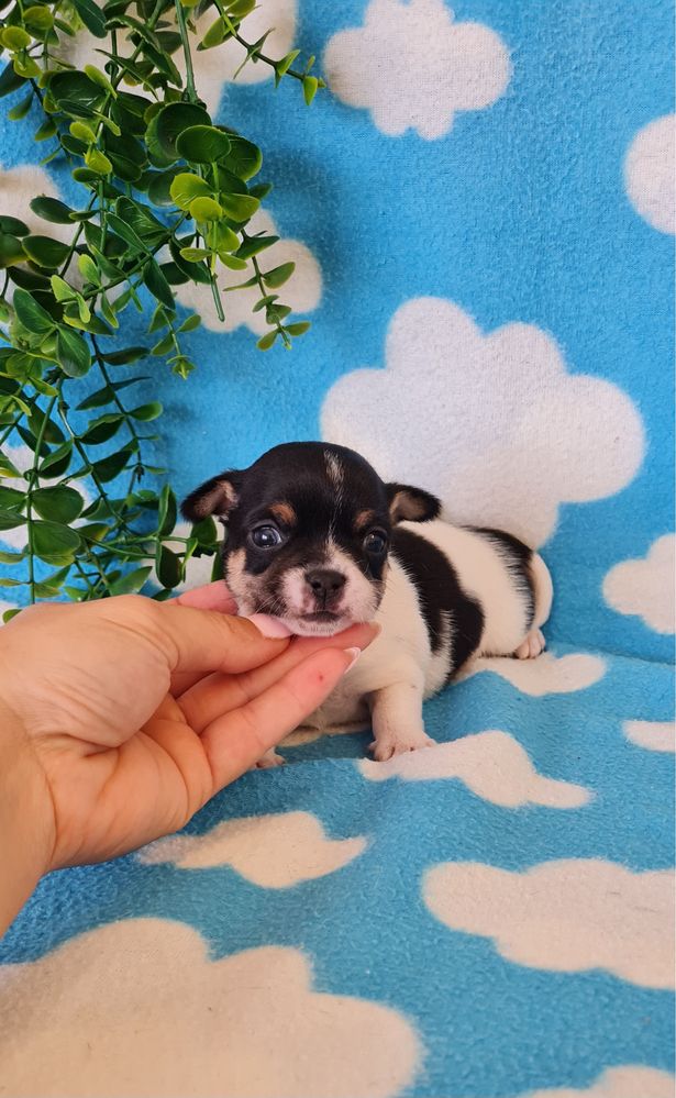 Bonequinho Chihuahua/Chiuaua. LinhagemRussa