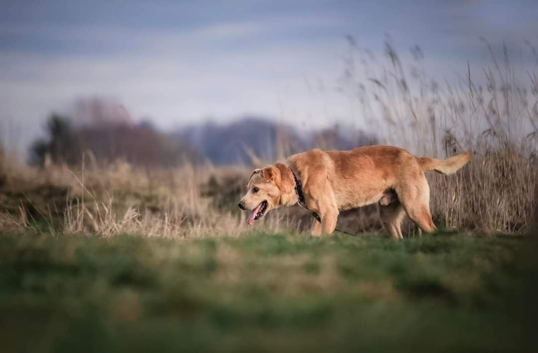 Radosny beżowy psiak w typie labradora szuka domus