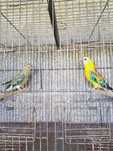 Casal de red  rumped