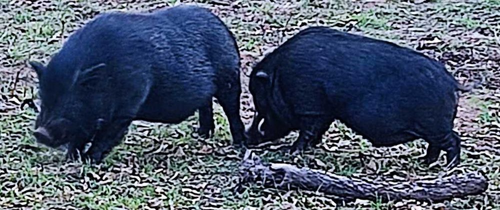 porco preto pequeno e javali
