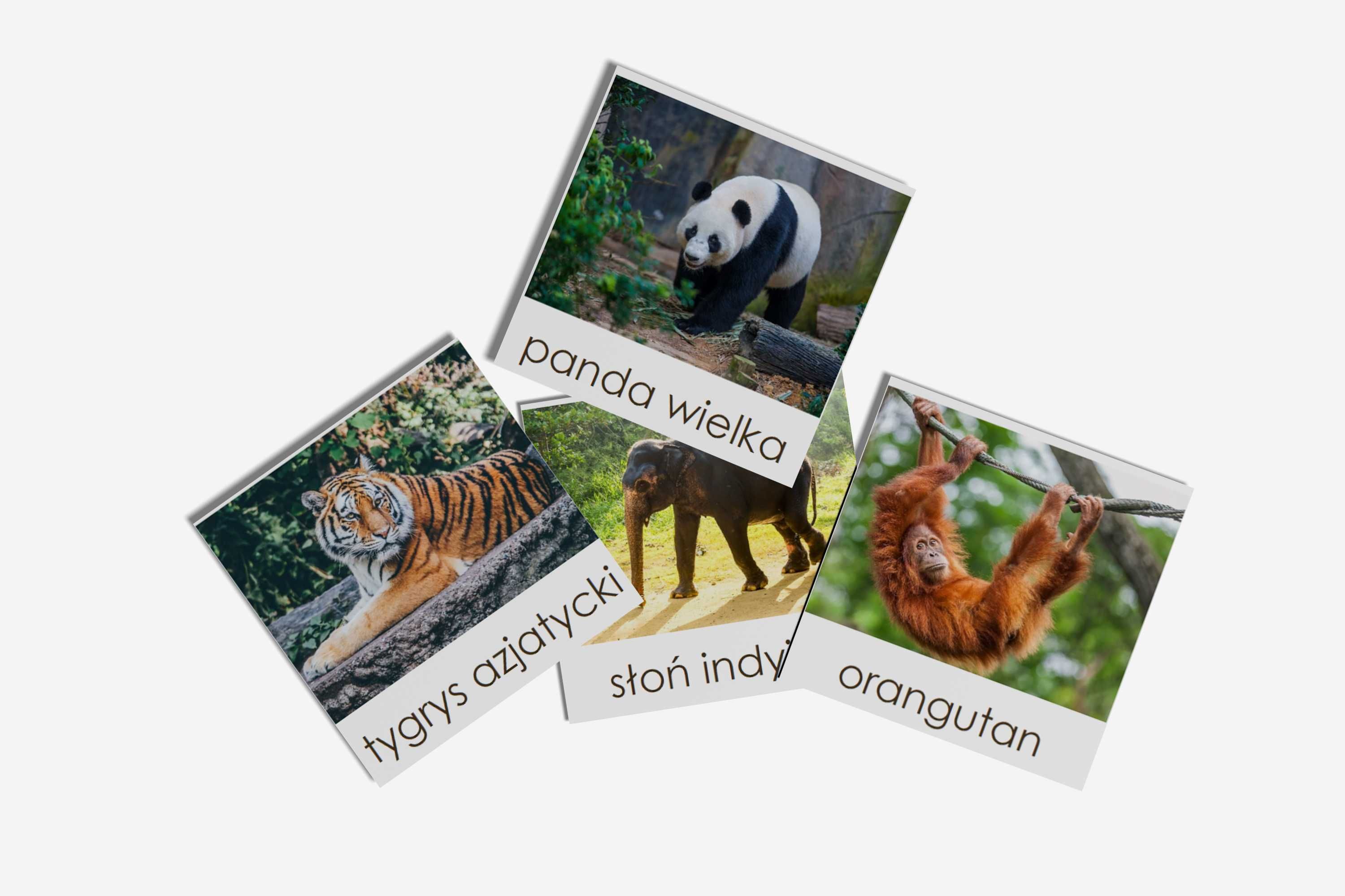 Karty trójdzielne Montessori - Zwierzęta Azji - 16 kart
