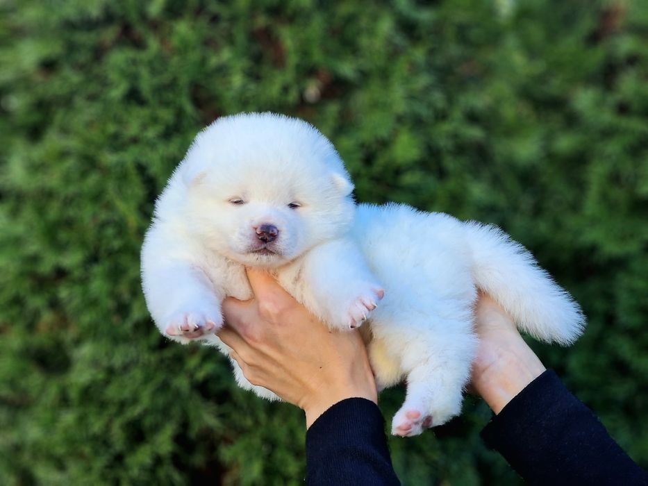 Akita Inu (japońska), ZKwP / FCI & AKIHO - biała suczka