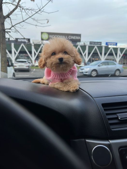 Мікро мальтипу дівчинка. Девочки Микро