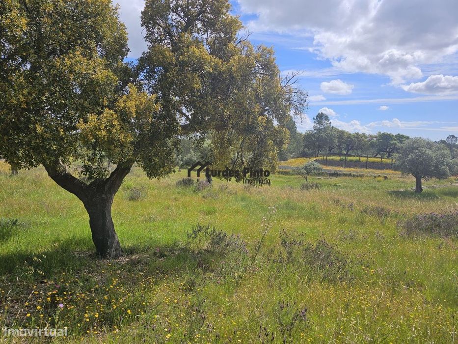 Terreno perto de Castelo Branco
