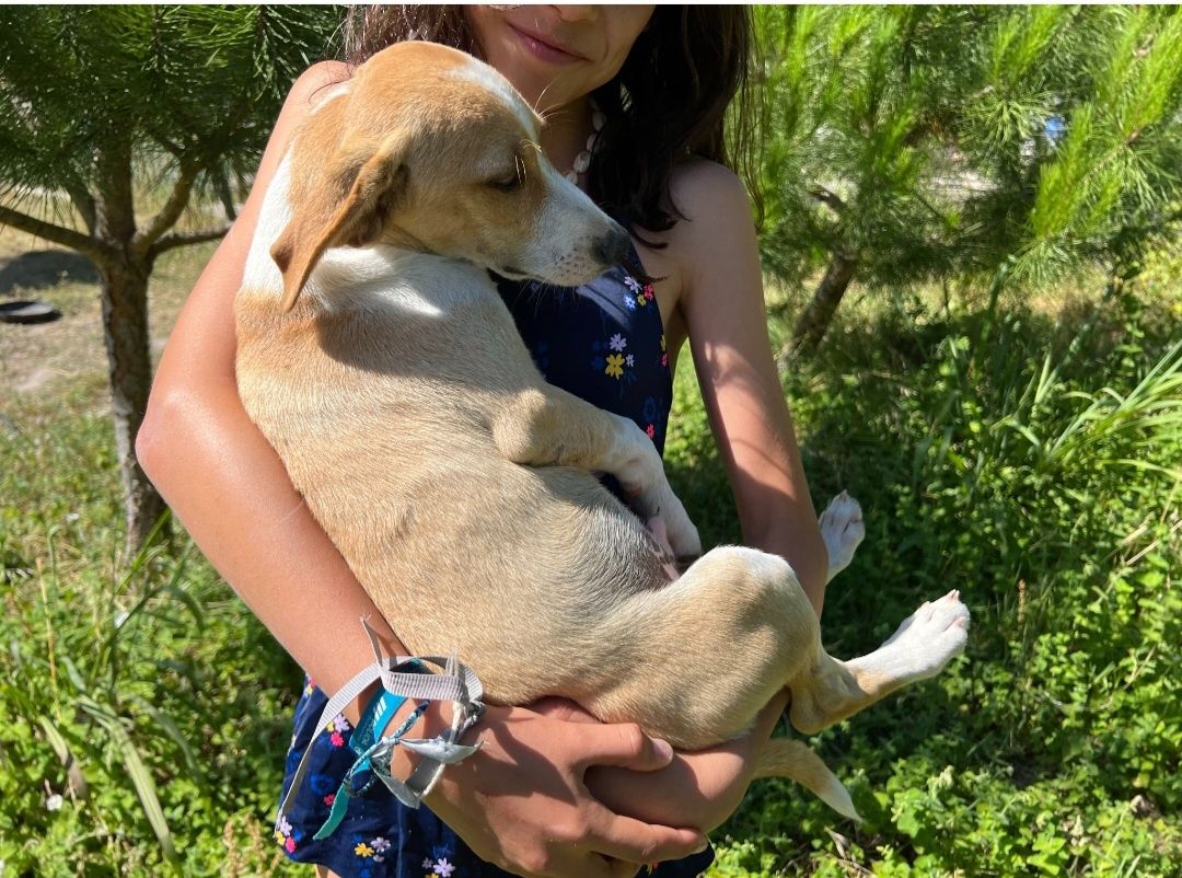 Três cães com quatro meses para adoção responsável