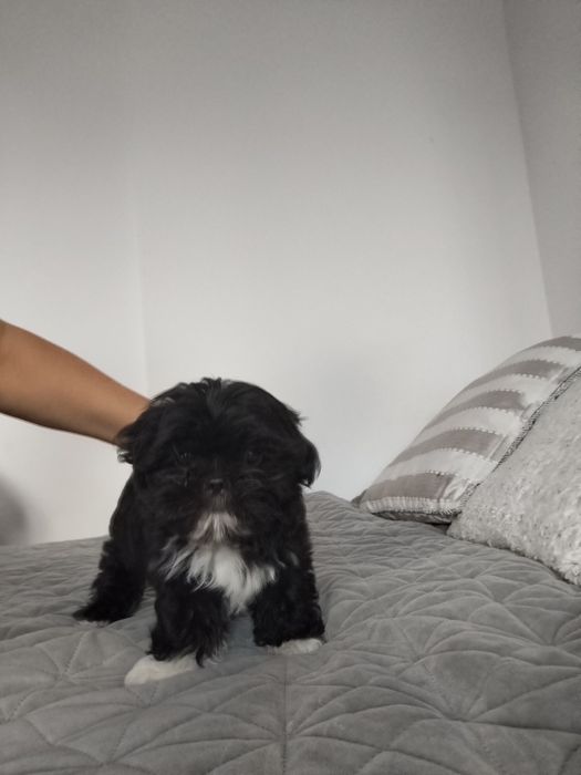Piesek shih TZU.