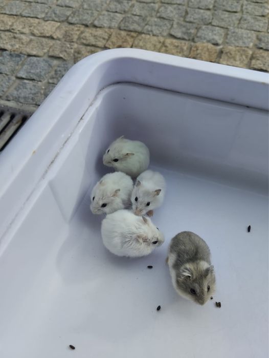 Hamsters 5 euros cada