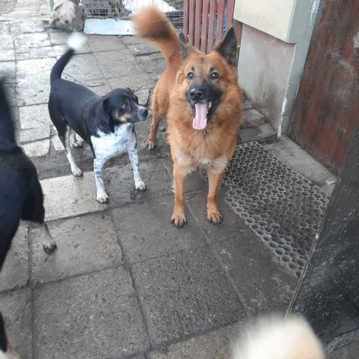 Grzeczny średniej wielkości piesek szuka kochanego opiekuna