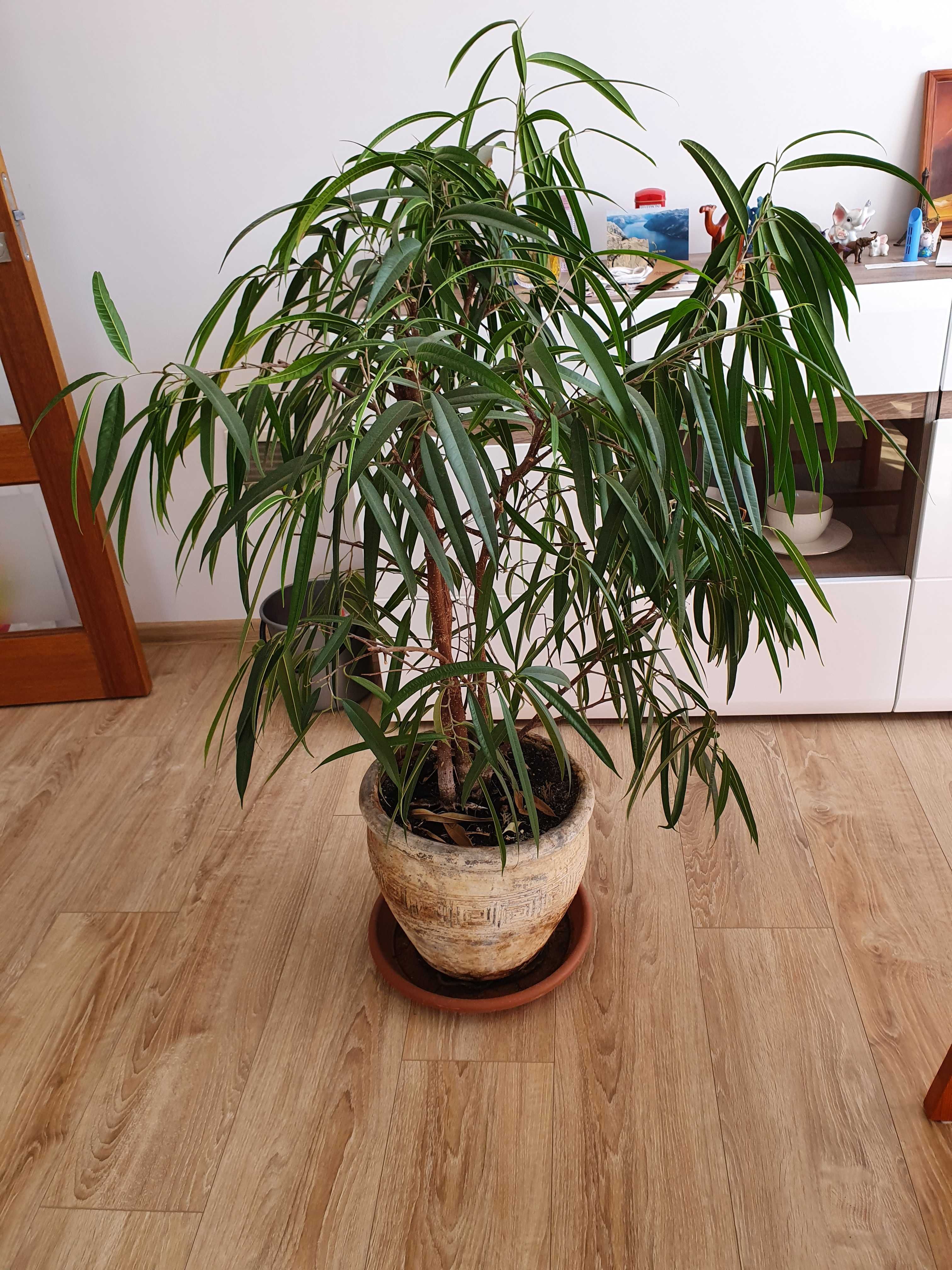 Fikus Ficus binnendiijkii 'Alii' Figowiec wierzbolistny