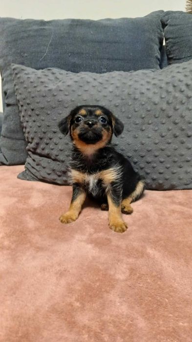 Melcia śliczny szczeniak do adopcji