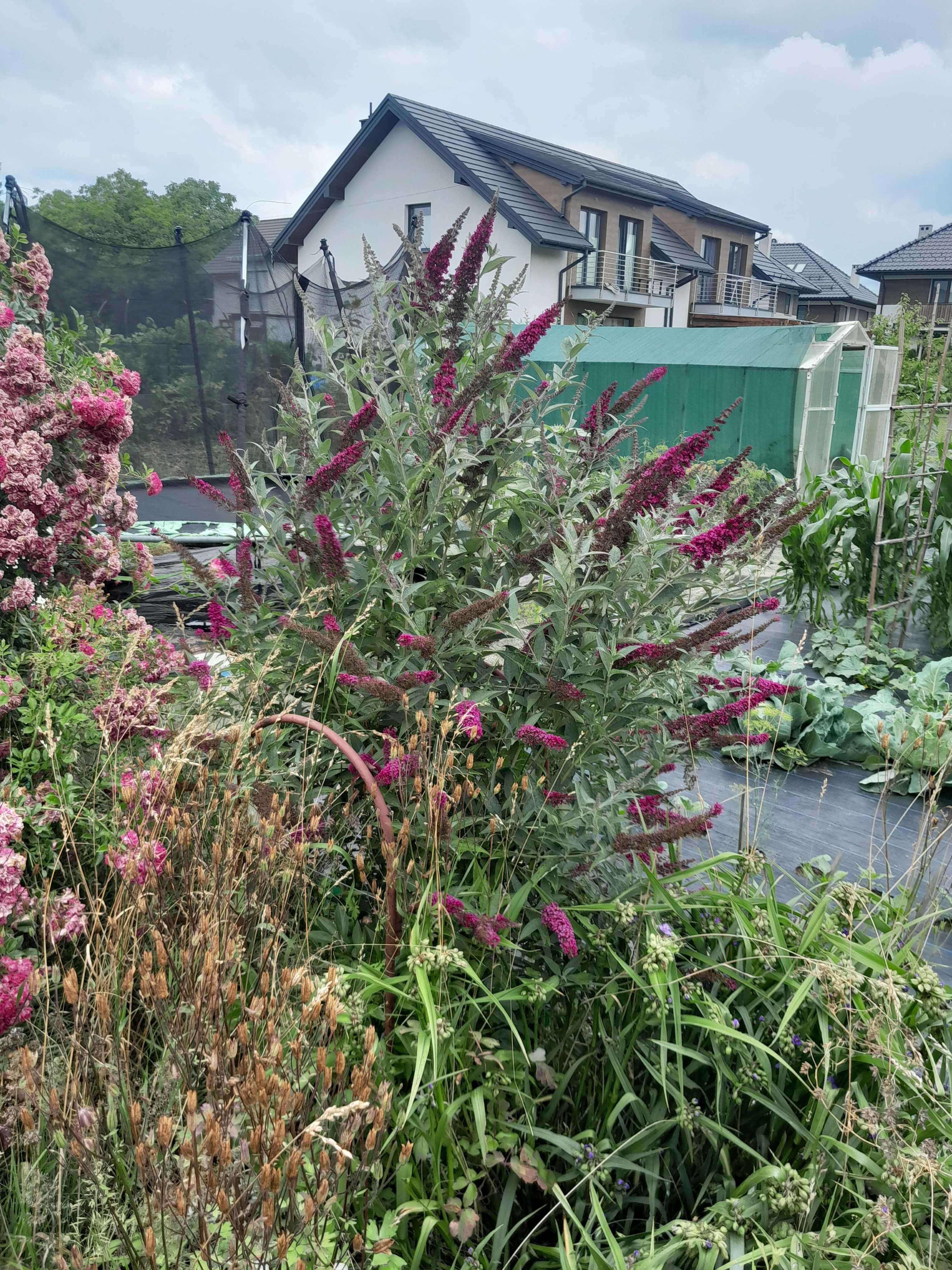 Buddleja davidii (Budleja Davida)