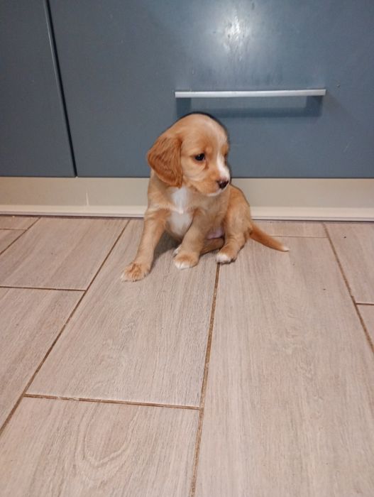 Цуценята кокер- спаніеля! 
У