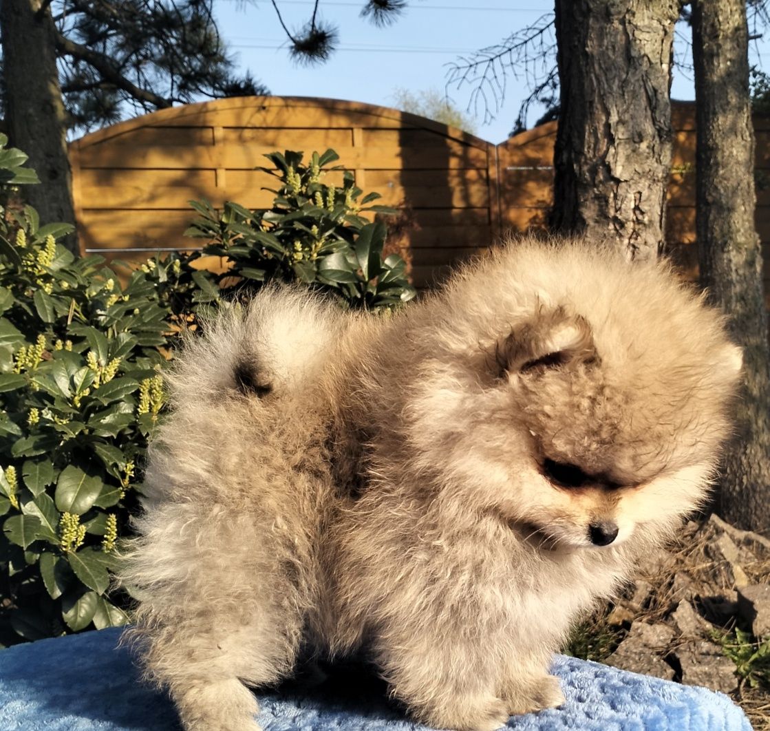 Szpic miniaturowy. Piesek. Miś.