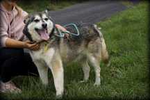 As - uroczy husky szuka nowego domku