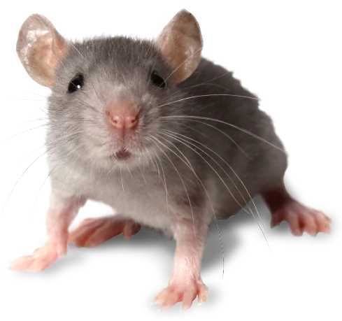 Bros - Pasta Na Myszy I Szczury 1Kg