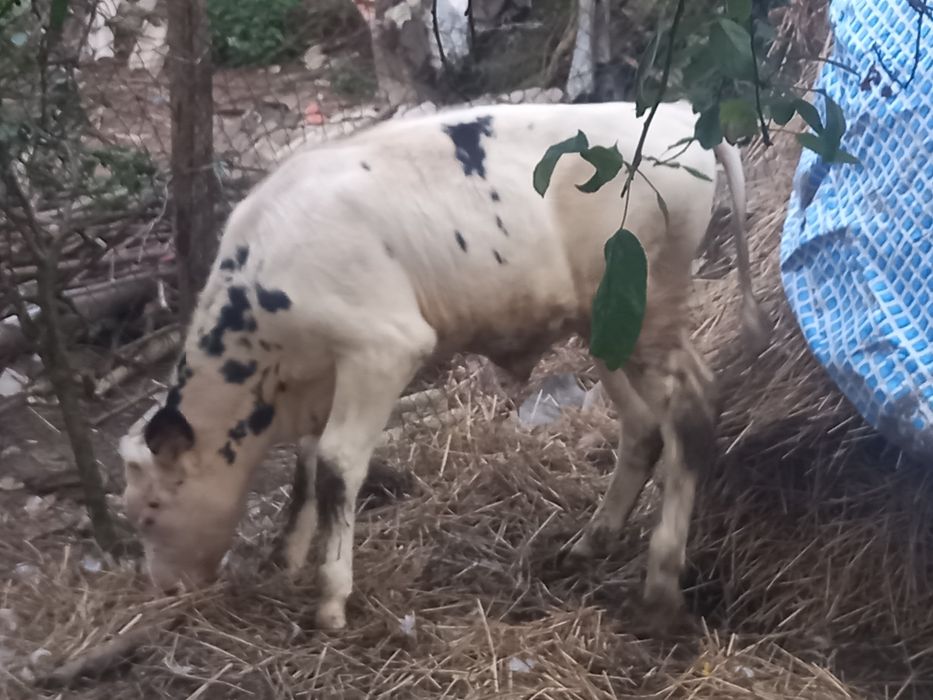 Продам бичка  Яворівський район с.Чернилява