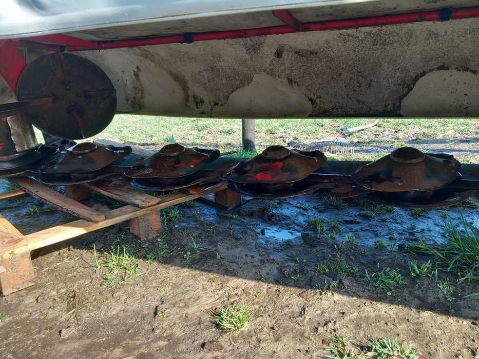 Byk, krowy, cielaki ZAMIANA