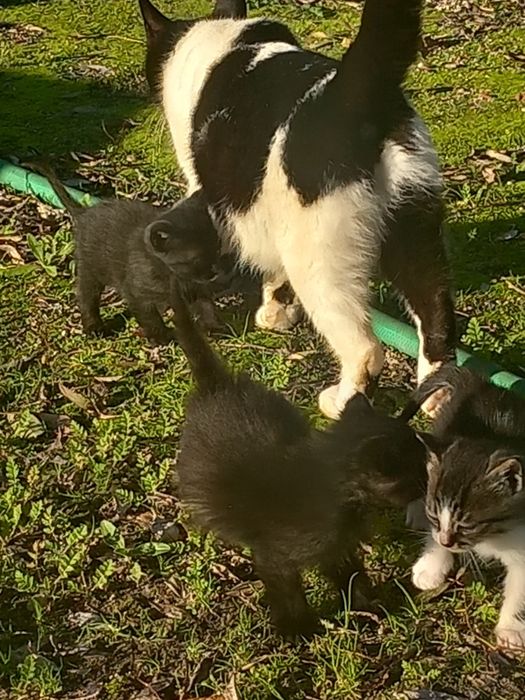 Adoção de gatinhos bebés