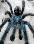 Caribena versicolor Samica 2dc