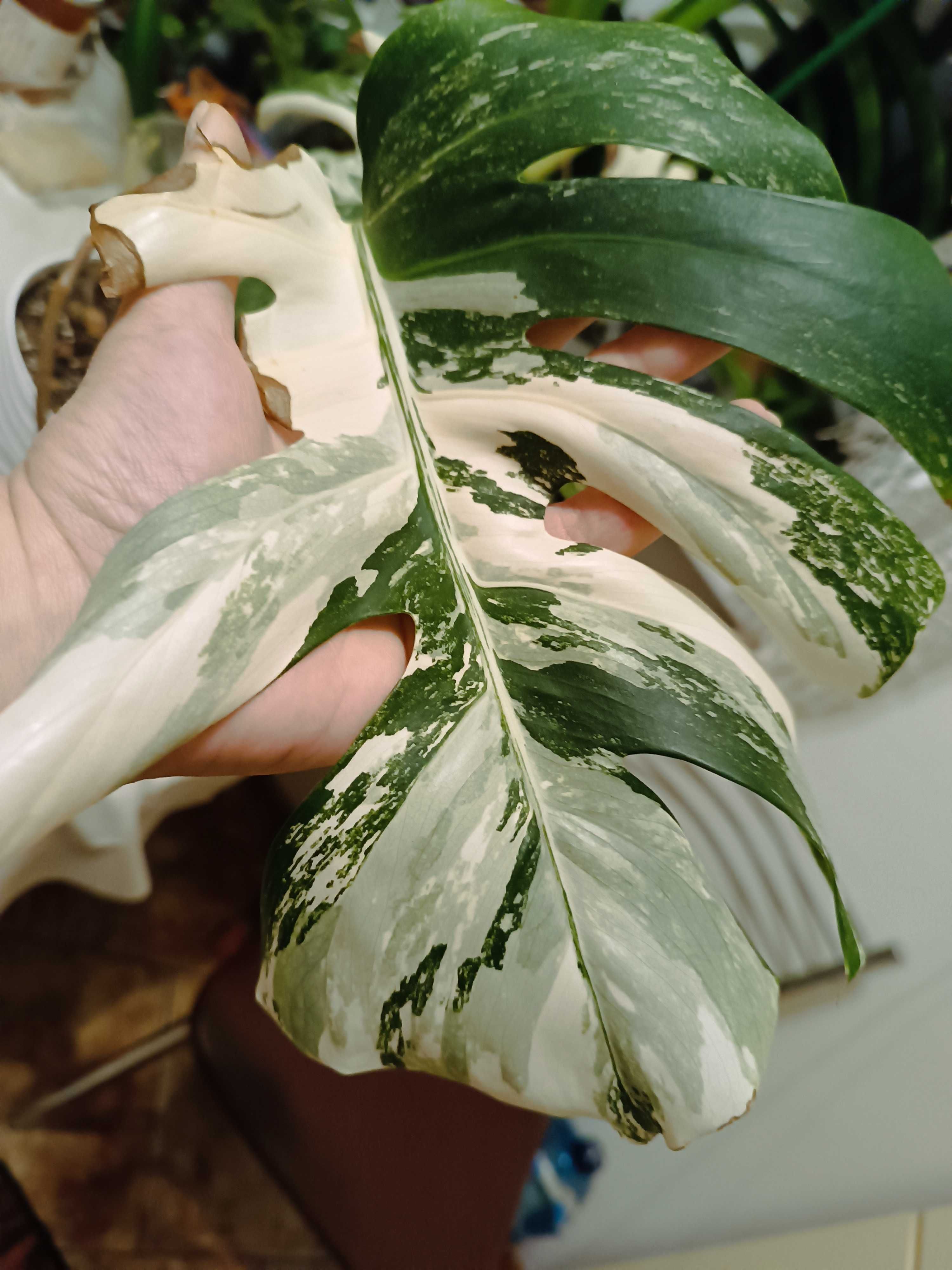 Monstera variegata