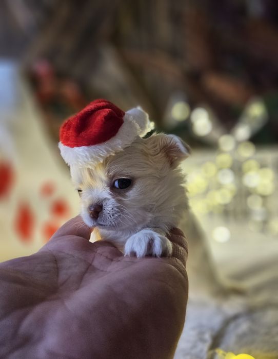 Chihuahua piękna dziewczynka