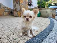 Chihuahua reproduktor krycie długowłosy miniaturka XS biszkoptowy