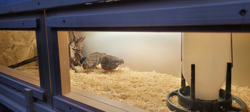 Klatka dla przepiórki, przepiorek.