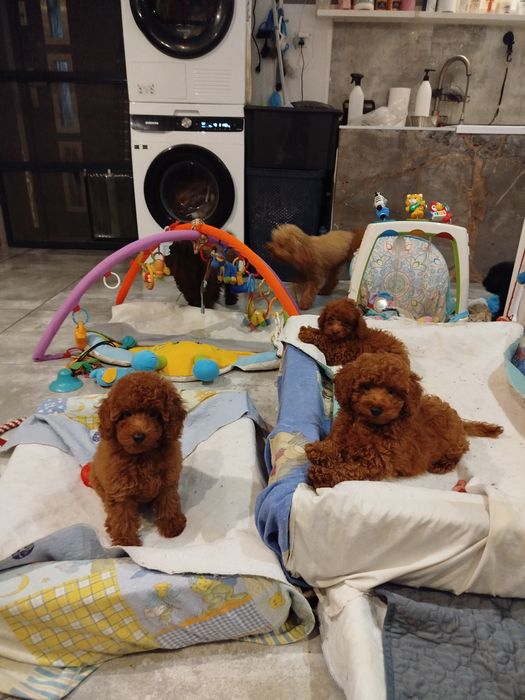 Pudel miniaturowy Red Braun po rodzicach toy