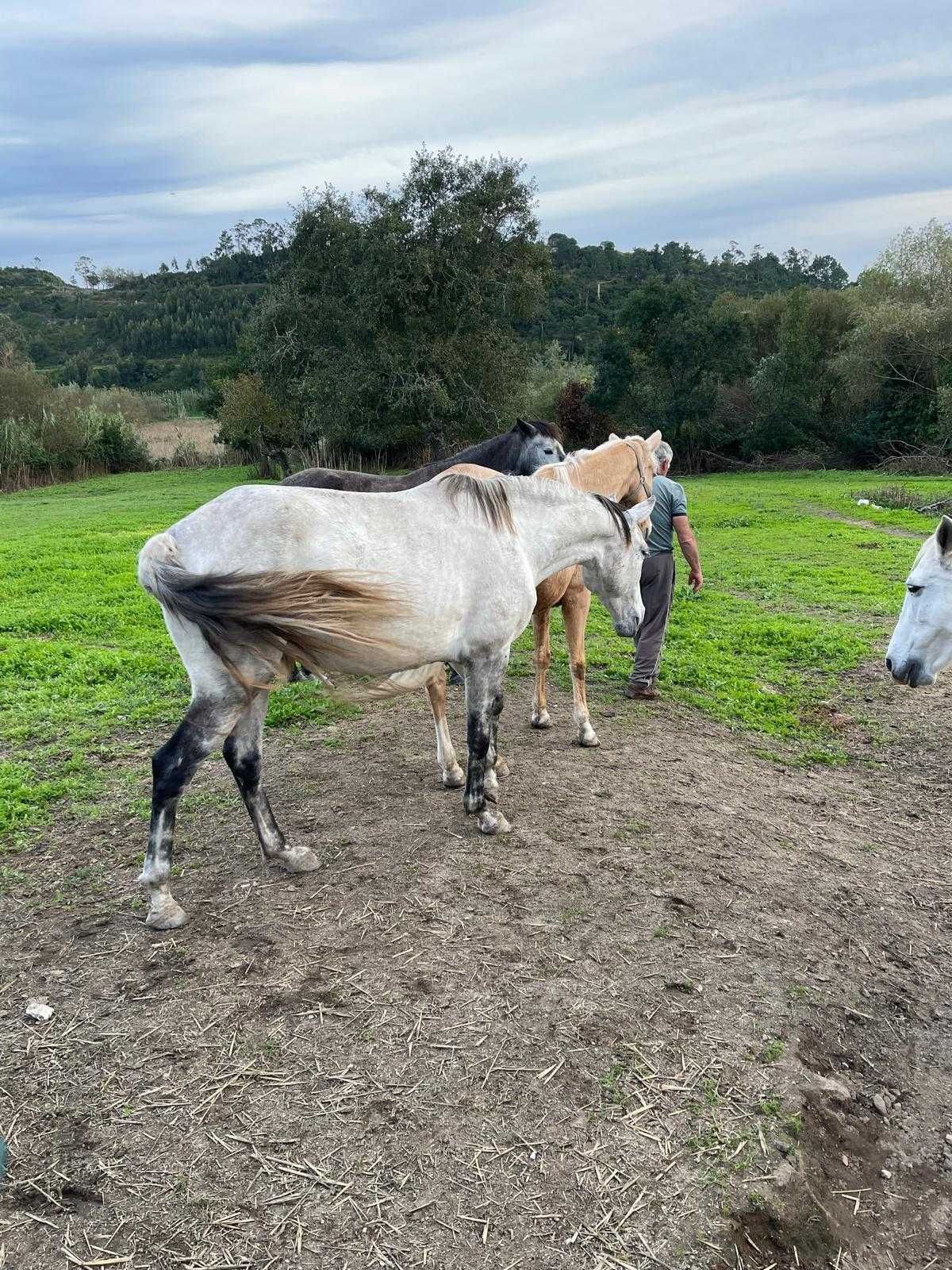 Cavalos e Poldras Lusitanos Montados