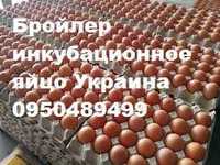 Бройлер икубационное яйцо Украина