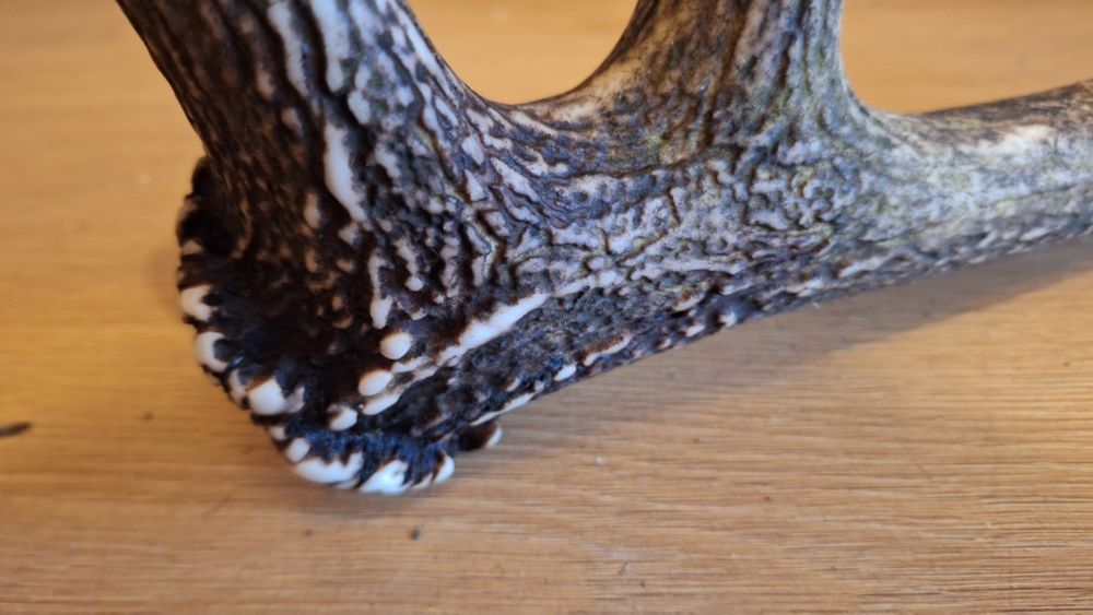 Zrzut jelenia poroże