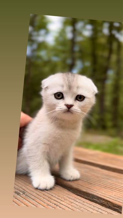 Хлопчик висловухий шотландський срібна шиншила