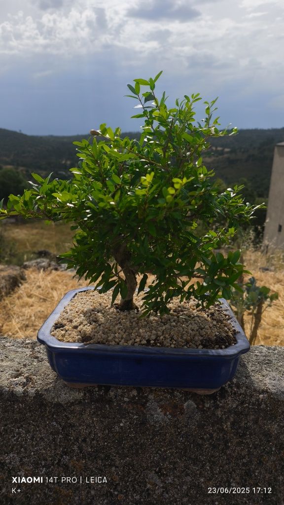 Bonsai Romãzeira